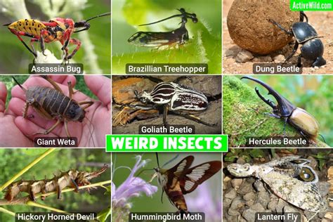 Bizarre and Unusual Dreams: Giant Insects as a Common Theme