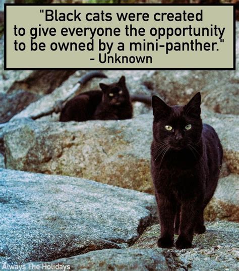 Black Cat: An Inspiration for Many