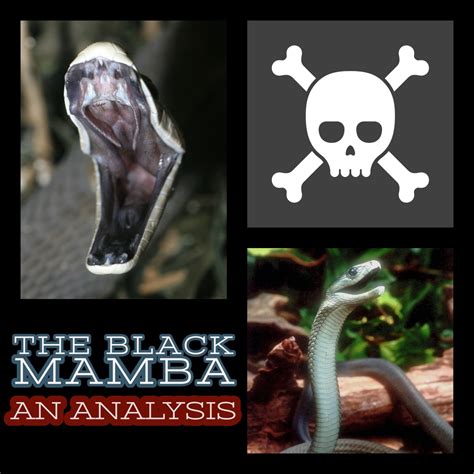 Black Dd Mamba's Impact on the Industry