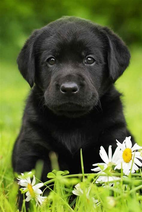 Black Labs and Children: A Perfect Pairing