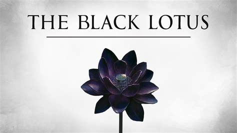 Black Lotus: Early Life and Education