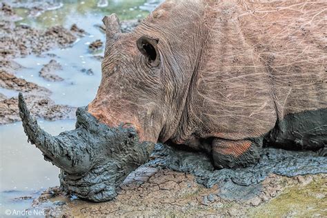 Black Rhino: A Vital Player in Ecosystems and Biodiversity