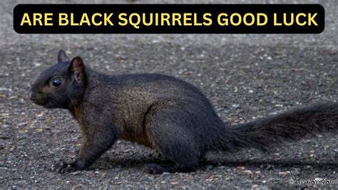 Black Squirrels: A Fortuitous Symbol of Prosperity