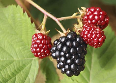 Blackberry Varieties: A Feast of Colors and Flavors