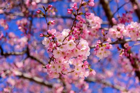 Blossom Trees Around the Globe