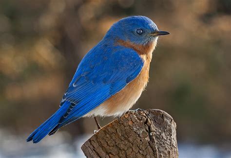 Blue Birds as a Reminder to Pursue Dreams