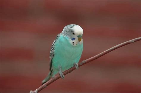 Blue Parakeets as Pets: Adding a Splash of Color to Your Home