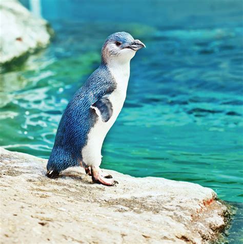 Blue Penguins: A Distinctive Species of New Zealand