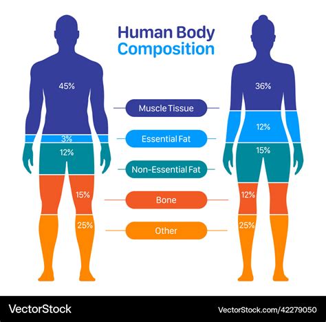 Body Composition: Estelllexo's Physical Appearance