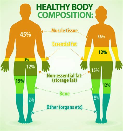 Body Composition Overview