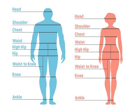 Body Measurements: Height, Weight, Body Shape