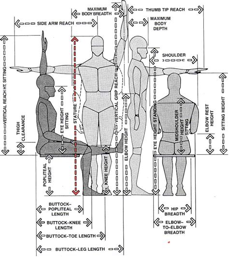 Body Measurements Overview