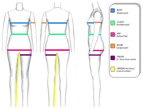 Body Measurements of the Famous Model