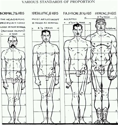 Body Proportions of the Public Figure