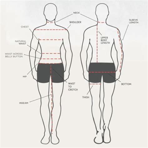 Body Stats and Height