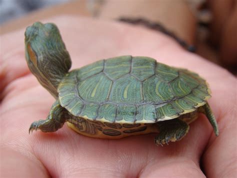 Bonding with Your Tiny Turtle: Advice for Establishing a Special Connection