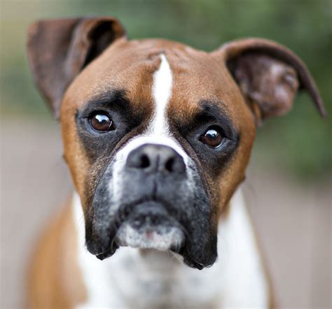 Boxer Dogs in Sports and Activities: Channeling Their Enthusiasm