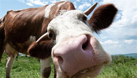 Breaking Down the Barrier: How Humans Can Communicate with Cows