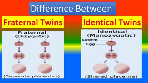 Breaking Down the Measurements of the Identical Siblings