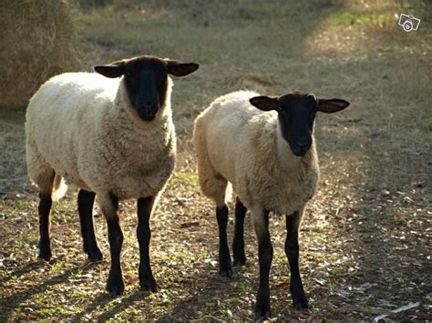 Breeding Ebony Lambs: The Science Behind this Fascinating Phenomenon