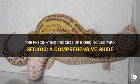 Breeding Geckos: A Comprehensive Guide to Reproduction