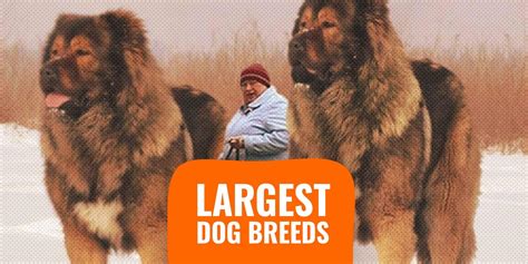 Breeding Giants: Unraveling the Science Behind Creating Massive Dog Breeds