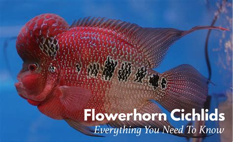 Breeding and Maintaining the Future Generation of Flower Horn Fish