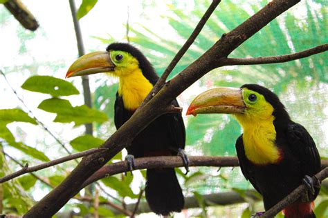 Breeding and Mating Rituals of Toucans: Insights into Their Dance of Love