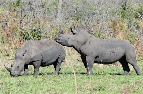 Breeding and Reproduction: Unlocking the Secrets of White Rhino Mating Behaviors