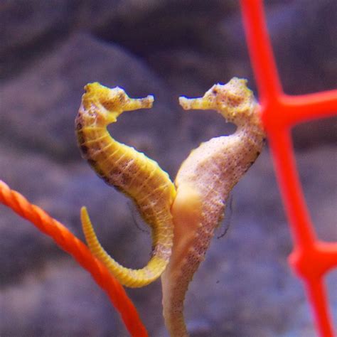 Breeding and Reproduction of Enormous Seahorses