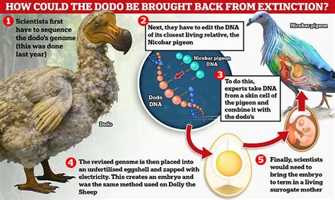 Bringing Back the Dodo Bird: Is It Possible to Revive an Extinct Species?