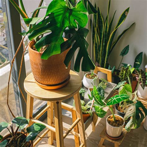 Bringing Nature Indoors: The Importance of Plants and Flowers