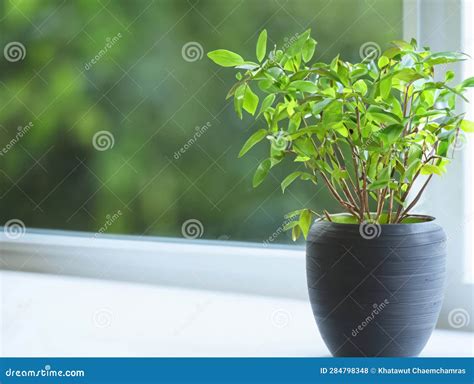 Bringing Nature Indoors with Windowsill Gardens