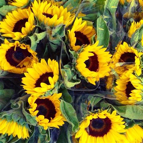 Bringing the Beauty of Sunflowers Indoors: Innovative Ideas for Incorporating the Essence of Summer into Your Living Space