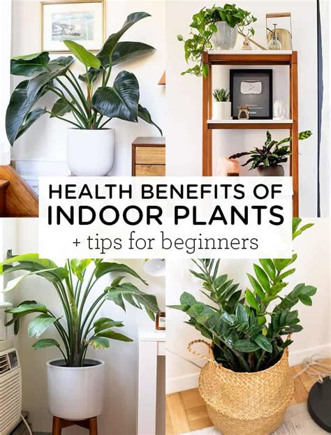 Bringing the Natural World Inside: Embracing the Beauty and Benefits of Indoor Plants