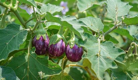 Brinjal as a Metaphor for Desire and Fulfillment