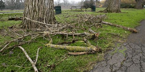 Broken and Fallen: Symbolism of Damaged and Falling Tree Branches in Dreams