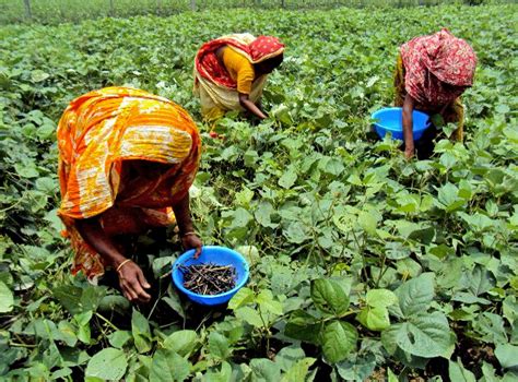 Brown Beans and Sustainable Agriculture