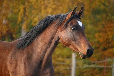 Brown Horses: Stability, Earthly Connections, and Practicality