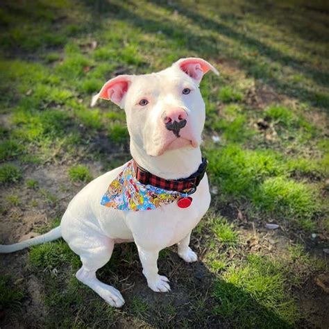 Bucking the Trend: How White Pitbulls Challenge the Traditional Image of the Breed