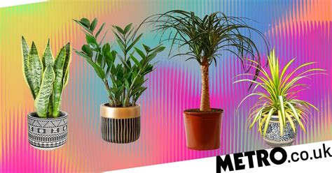 Budget-Friendly Plant Shopping: Where and When to Find the Best Deals