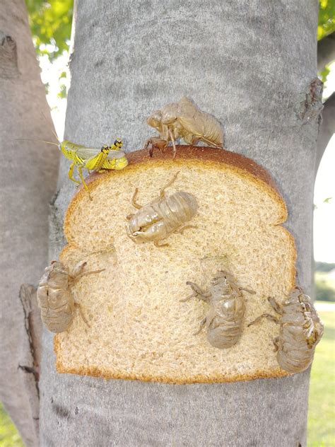 Bugs in Bread: A Disturbing Dream