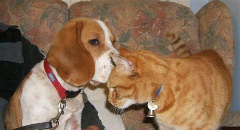 Building Positive Relationships: Introducing Beagles to Other Pets