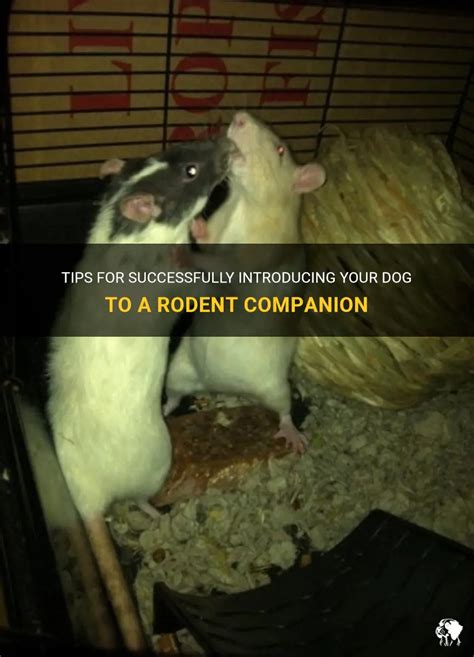 Building a Connection with Your Rodent Companion: Methods for Socializing and Training