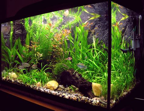 Building a Foundation: Essential Equipment for Your Dream Aquarium