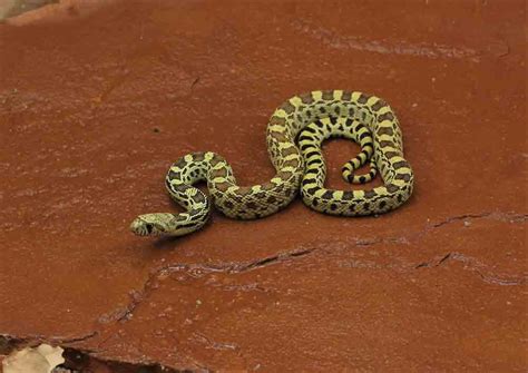 Bull Snakes as Guardians of Dreams