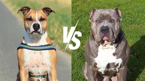 Bull Terrier vs. Other Dog Breeds: What Sets Them Apart?