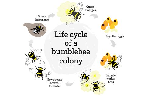 Bunny Bee: Early Life and Background