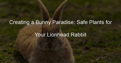 Bunny Paradise: Creating a Safe and Welcoming Habitat