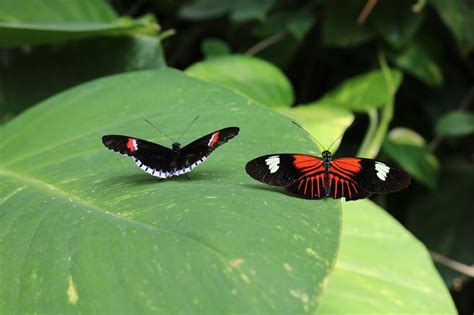 Butterfly: A Catalyst for Spiritual Growth and Personal Transformation